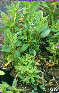 Abb.1: St&auml;ngel&auml;lchenbefall an Phlox paniculata