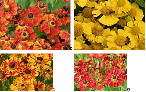 Helenium f&uuml;r den Garten