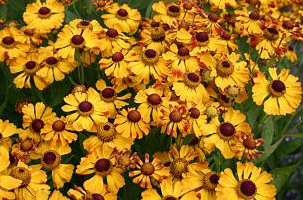 Rauchtopas Dipl.-Ing. (FH) Viola Soutschek
Informationsstelle
Prof. Dr. Bernd Hertle
Institut f&uuml;r Gartenbau
